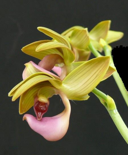 Mormodes rofleana